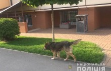 Под Киевом 8-летнюю девочку жестоко покусала собака