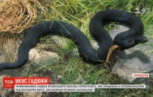 На Харківщині дослідниця потрапила до лікарні після укусу червонокнижної гадюки (відео)