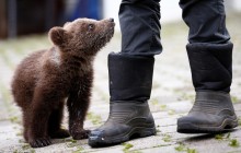 В Боснии и Герцеговине мужчина приютил маленькую осиротелую самочку медведя (фоторепортаж)