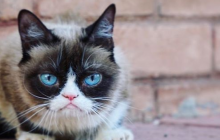 Умерла легендарная кошка-мем (фото)