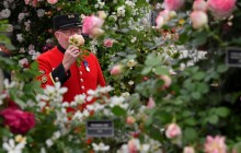 В Королевском госпитале в Челси открылась грандиозная выставка цветов (фоторепортаж)