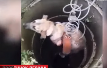 В Днепре для спасения собаки из колодца развернули целую операцию (видео)