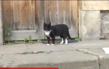 Кот-паломник прошел 300 километров ради возвращения в родной монастырь