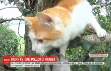 На Дніпропетровщині провели операцію з порятунку кота, який три доби просидів на дереві (відео)