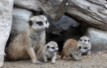 У таїландському зоопарку публіці показали чотирьох новонароджених сурикатів (фото)