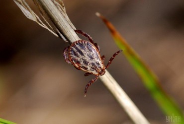 Небезпека в лісі: як захиститися від кліщів і що робити при укусі