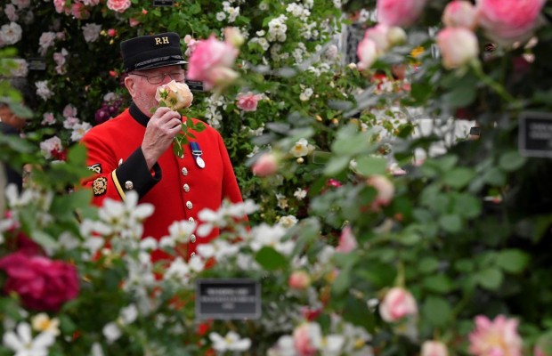 В Королевском госпитале в Челси открылась грандиозная выставка цветов (фоторепортаж)