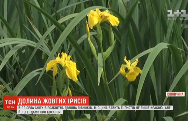 Вабить туристів: на Вінниччині розквітла долина жовтих ірисів (відео)