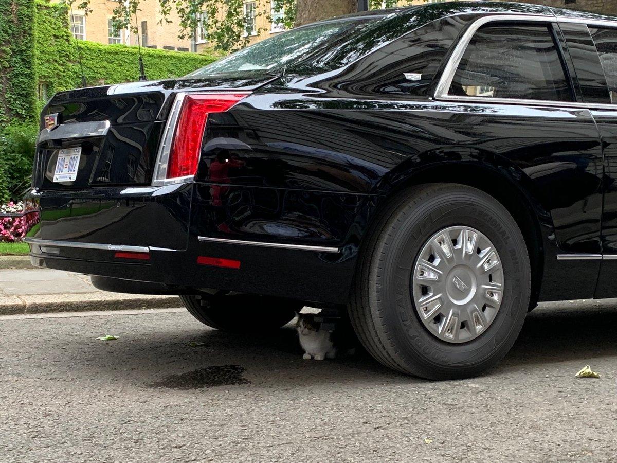 Кіт причаївся під задньою частиною лімузина / фото twitter.com/BillNeelyNBC Кіт причаївся під задньою частиною лімузина / фото twitter.com/BillNeelyNBC