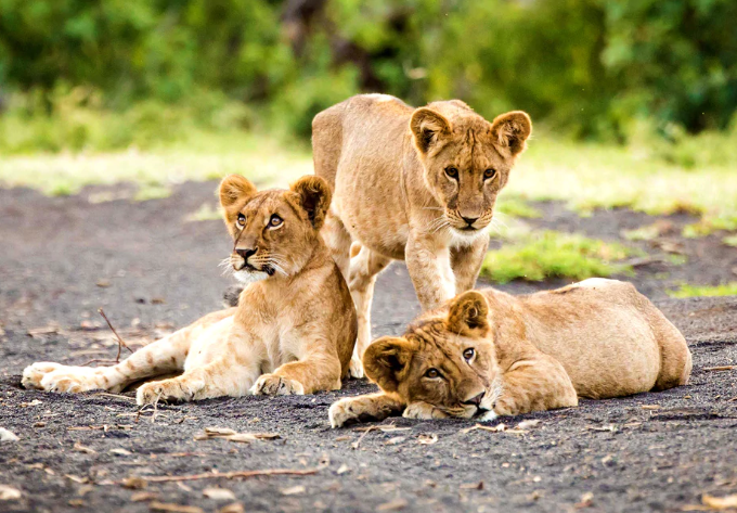 Из нацпарка Крюгера сбежал прайд львов \ .disney.com