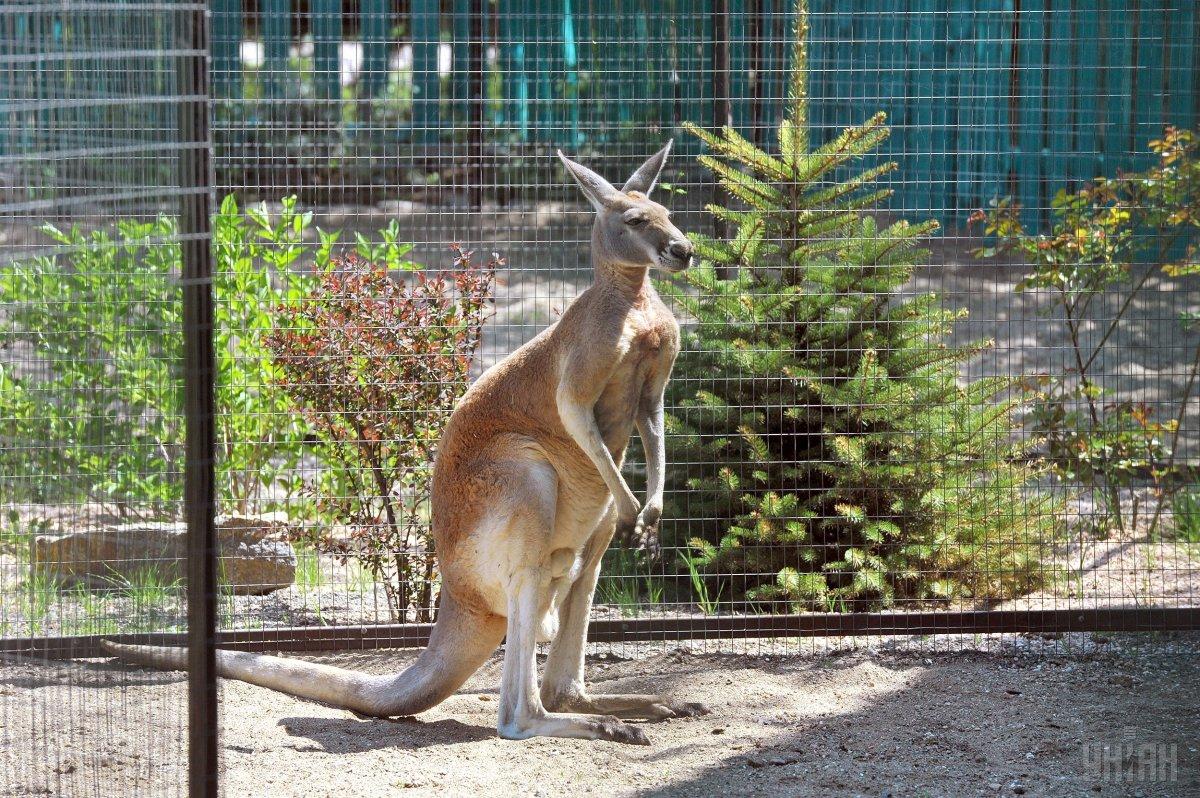 Зазвичай кенгуру зустрічаються в Австралії, а не в Австрії / фото УНІАН (ілюстративне) Зазвичай кенгуру зустрічаються в Австралії, а не в Австрії / фото УНІАН (ілюстративне)
