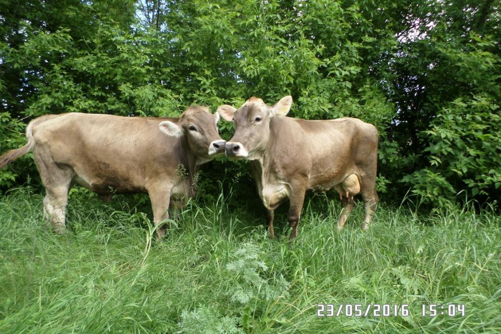 Животноводство будет прибыльным при участии государства - 'Укрлендфарминг' Бахматюка