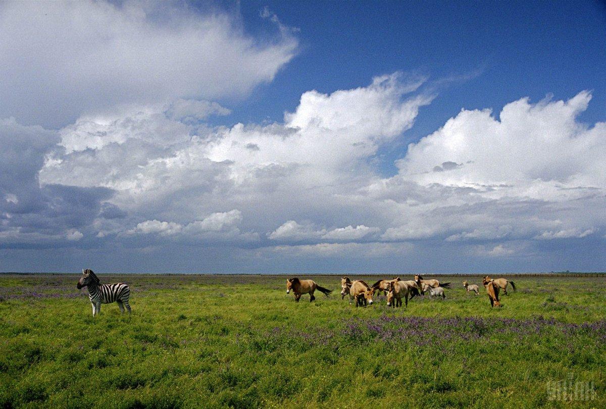 Тварини в заповіднику "Асканія-Нова" під загрозою зникнення / фото УНІАН Тварини в заповіднику "Асканія-Нова" під загрозою зникнення / фото УНІАН