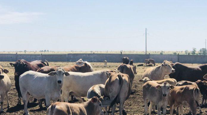 Крім проичх в жилах українських "зебу" тече кров їх кубинських родстенников / УНІАН Крім проичх в жилах українських "зебу" тече кров їх кубинських родстенников / УНІАН