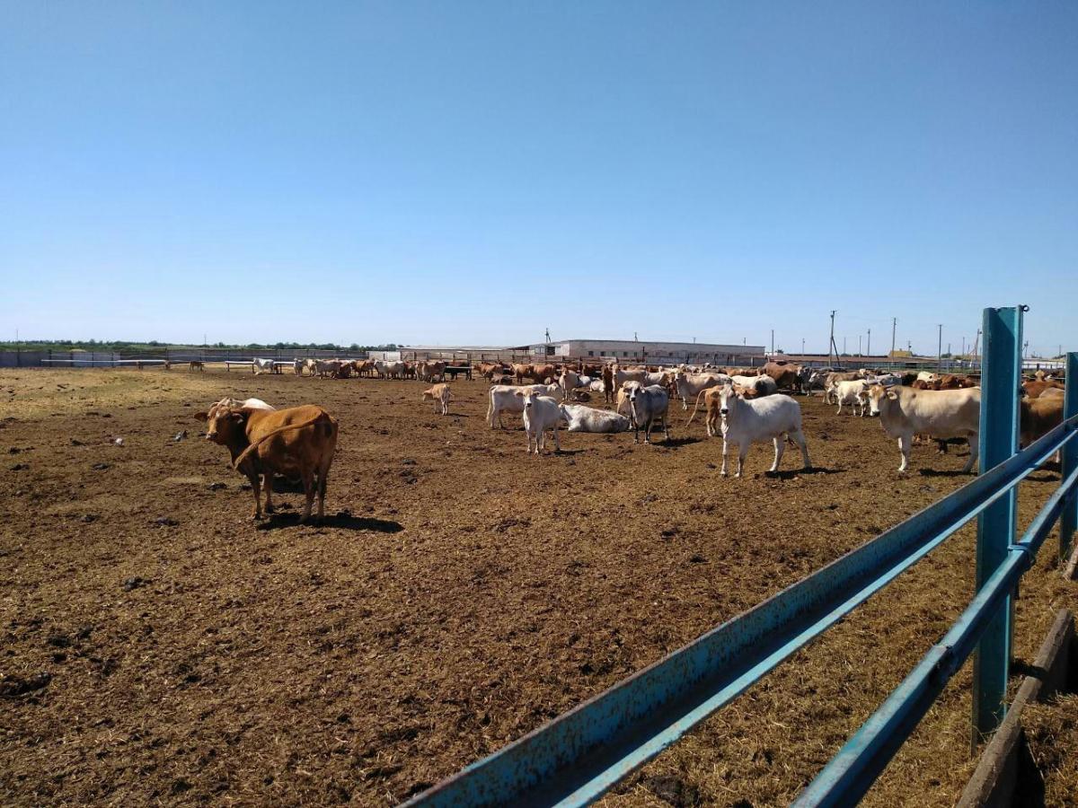 М'ясо таких корів вважається одним з найбільш дорогих делікатесів у світі / УНІАН М'ясо таких корів вважається одним з найбільш дорогих делікатесів у світі / УНІАН