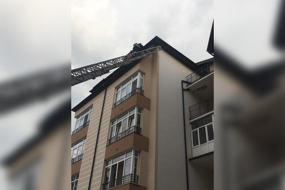 Порятунок ластівки на Львівщині / Фото facebook.com/MNSLVIV/ Порятунок ластівки на Львівщині / Фото facebook.com/MNSLVIV/