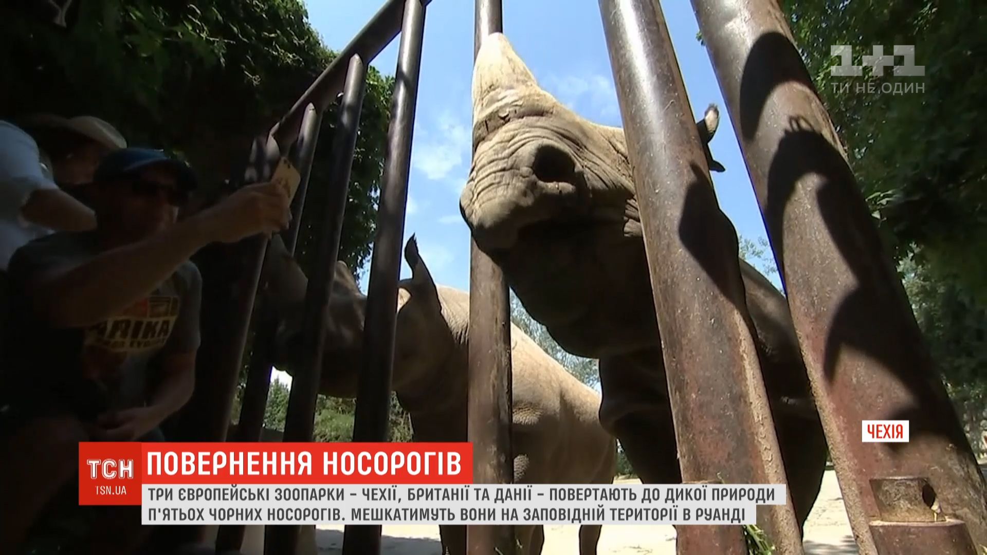 За словами працівників звіринцю, дорога буде не легкою / скріншот За словами працівників звіринцю, дорога буде не легкою / скріншот