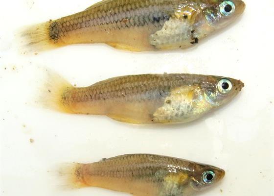 Найденные рыбы Poecilia sp. могут быть совершенно новыми для науки / фото E. Van Den Bergh/ conservation.org Найденные рыбы Poecilia sp. могут быть совершенно новыми для науки / фото E. Van Den Bergh/ conservation.org