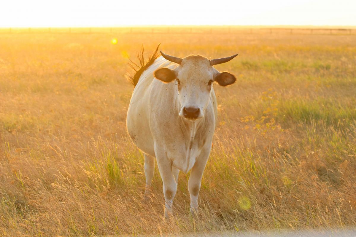 Дикая серая украинская корова в Аскании-Нова / Фото Департамент туризма и курортов Херсонской ОГА