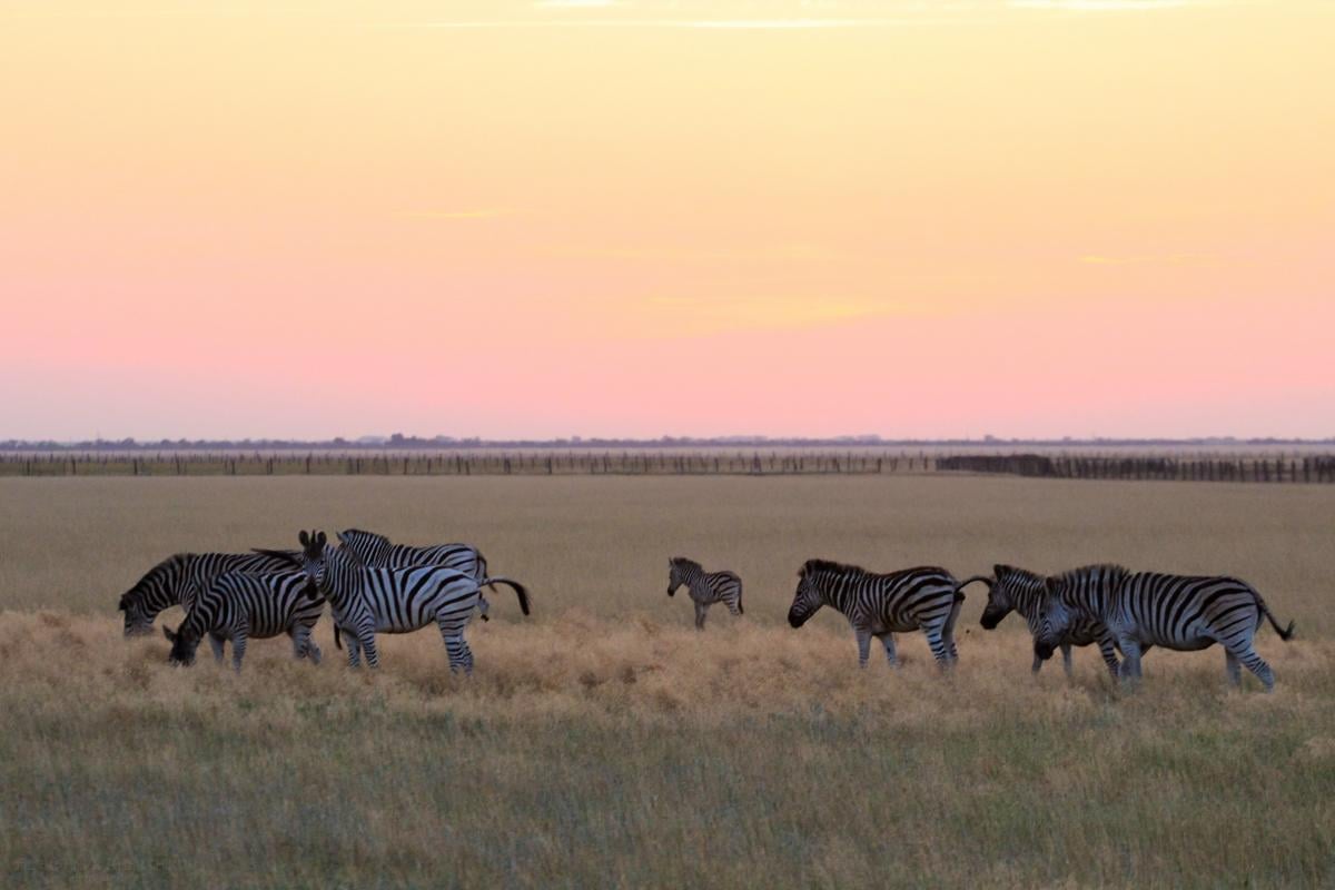Директор заповедника "Аскания-Нова" рассказал, что там происходит / фото Департамент туризма и курортов Херсонской ОГА Директор заповедника "Аскания-Нова" рассказал, что там происходит / фото Департамент туризма и курортов Херсонской ОГА
