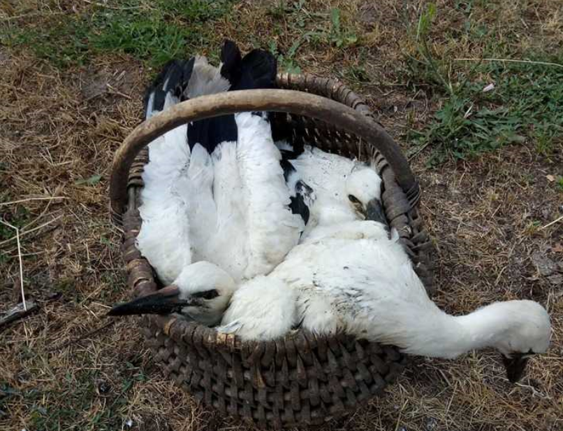 Під Черніговом врятували лелеченят / Facebook, Любов Кузьмич
