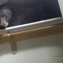 Медведь вломился в дом к американской семье и уснул в шкафу (фото)