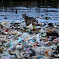 Reuters: Hungarian President calls on Ukraine, Romania to stop polluting rivers