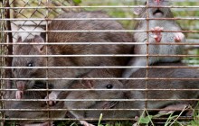 Ученые в Австралии месяц щекотали крыс ради эксперимента