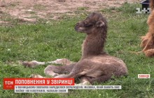 В Винницком зоопарке родился верблюжонок по имени Зик (видео)