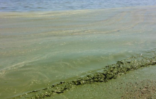 Більше не чорне: море в Одесі раптово позеленіло (фото, відео)