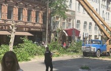 "Спасите деревья Днепра!" Активист обратилась к Зеленскому