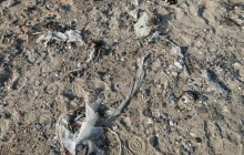 У мережі з'явилися фотографії порожнього і дуже брудного пляжу в окупованому Криму