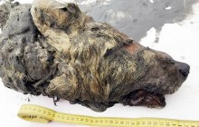 У Якутії знайшли добре збережену голову вовка, якому 40 тисяч років (фото)