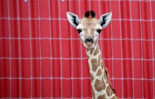 У мексиканському зоопарку відбувся дебют милого жирафеняти (фоторепортаж)