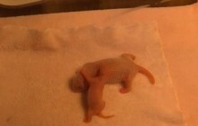 На відео показали бамбукове ведмежа завбільшки з куряче яйце