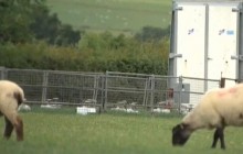 У Британії працює перша у світі ферма, де досліджують вплив сільського господарства на довкілля (відео)