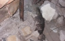 У Львові невідомі зв'язують бездомних котів скотчем і залишають помирати