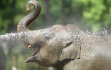 Пекельна спека в Європі: як берлінський зоопарк рятує своїх вихованців (фоторепортаж, відео)