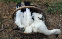 На Чернігівщині врятували трьох лелеченят, гніздо яких зруйнувала негода (фото)