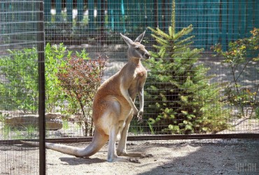 У харківському екопарку два кенгуру померли під обстрілами