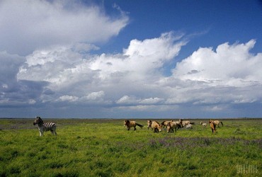 Тварин вивозять: ЗМІ дізналися, на що перетворився під окупацією заповідник Асканія Нова