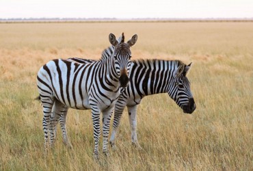 Росіяни ведуть бойові дії на третині природно-заповідного фонду України – омбудсмен