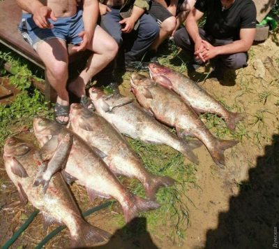 Озеро Ломпадь в Людиновском районе пополнилось 10 тоннами рыбы. Видео