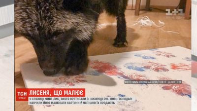 Silver fox in Kyiv raises animal rights awareness with its paw ...