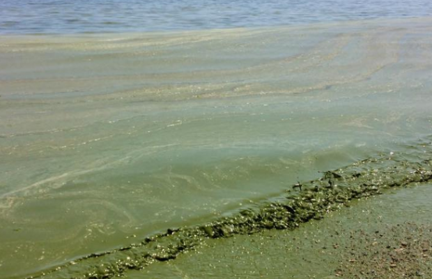 Отпуск под угрозой: в Одессе туристам советуют отказаться от купания в Черном море