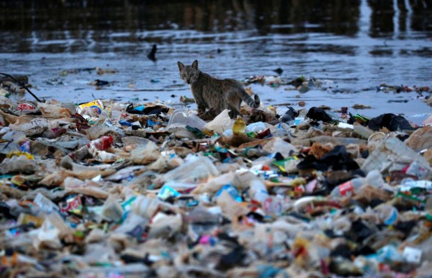 Сморід, черв'яки і щури: популярний морський курорт в Україні потонув у смітті (відео)
