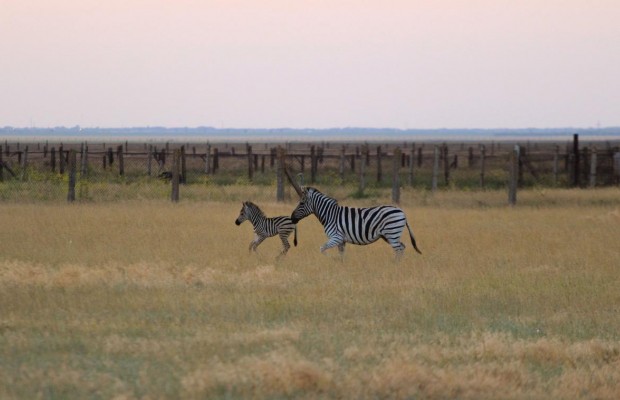 В Украине хотят увеличить общую площадь заповедников до европейского уровня