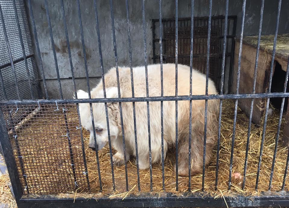 Ведмедиця Чада знайшла новий дім / фото Facebook UAAA Ведмедиця Чада знайшла новий дім / фото Facebook UAAA