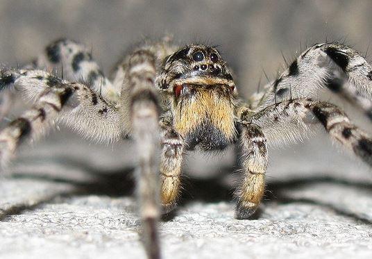 Можливо, йдеться про південноросійського тарантула / ZooPicture.ru
