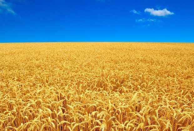 У Київській області на 22% зросло виробництво борошна